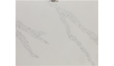 Calacatta Venice 2CM 63x127 Quartz slab 